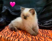 Purebred RAGDOLL KITTENS! - Photo 5