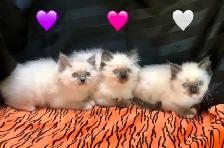 Purebred RAGDOLL KITTENS! - Photo 6