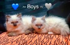 Purebred RAGDOLL KITTENS! - Photo 7