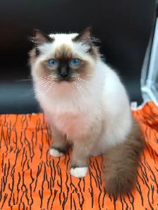 Purebred RAGDOLL KITTENS! - Photo 8