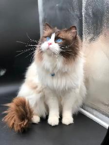 Purebred RAGDOLL KITTENS! - Photo 9