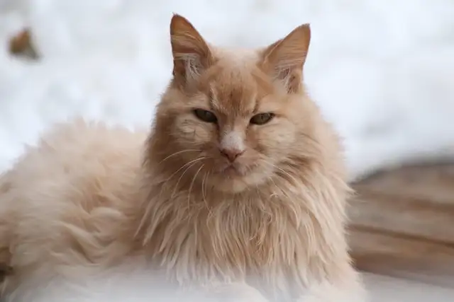 Cat Sitting Service available in South Red Deer.