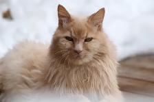 Cat Sitting Service available in South Red Deer.