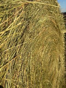 Round Hay Bales - Photo 4