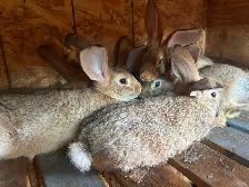 Flemish giants for sale