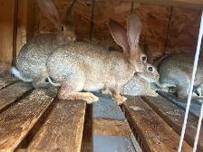 Flemish giants for sale - Photo 2
