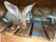 Flemish giants for sale - Photo 3