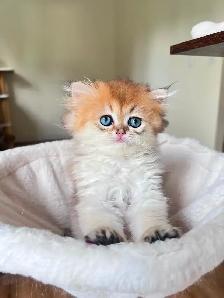 Golden British Longhair Boy/kitten with a sweet heart - Photo 2