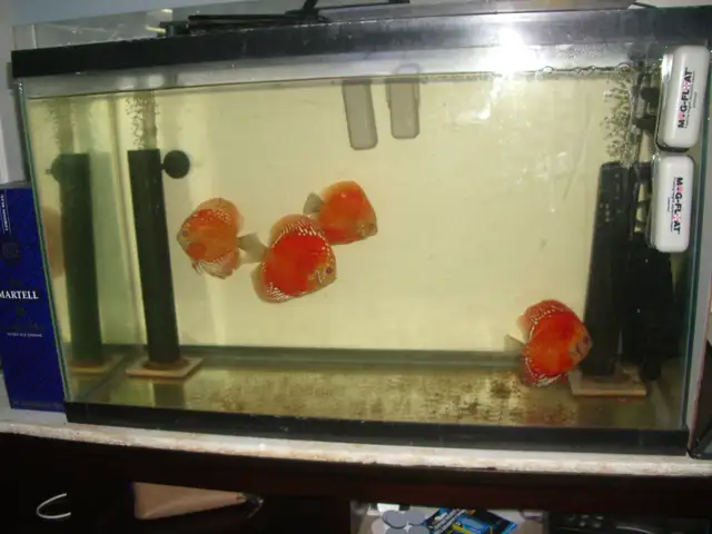 FOR SALE 4 DISCUS 5 TO 6 INCH $250