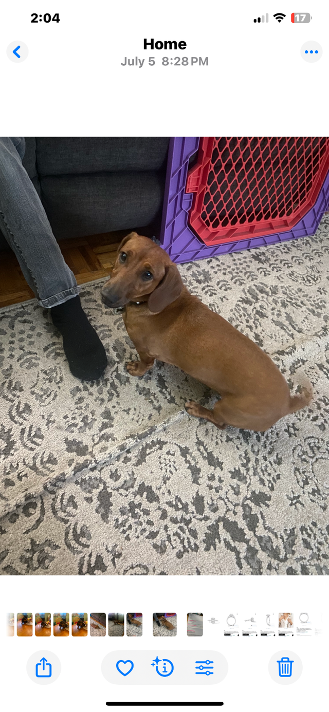 Dachshund