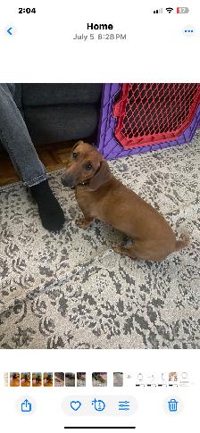 Dachshund