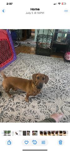 Dachshund - Photo 2