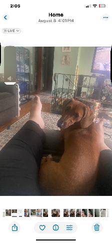 Dachshund - Photo 3