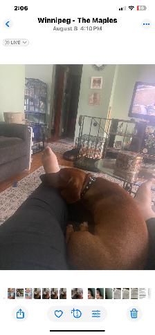 Dachshund - Photo 4