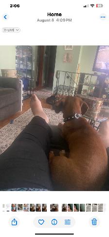 Dachshund - Photo 5