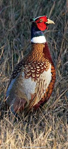 Bird's Eye View Game Farm  - Upland Gamebird - Photo 2