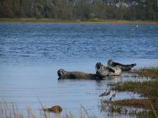 Private Oceanfront Land – Northumberland Strait, NS - Photo 9