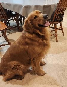 GOLDEN RETRIEVER - WANTED ! FEMALE DOG