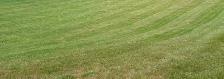 Dog poop & Yard waste removal services