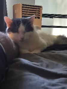2 year old female kitty available - Photo 3