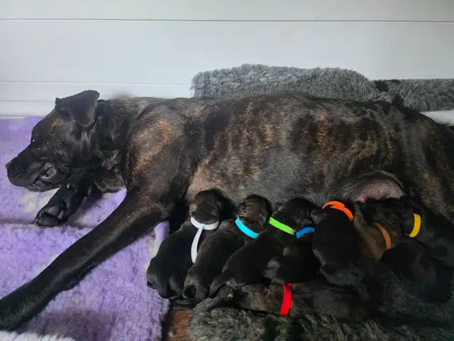 Presa Canario Puppies