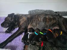 Presa Canario Puppies
