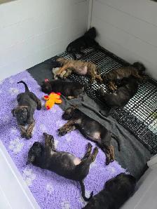 Presa Canario Puppies - Photo 2