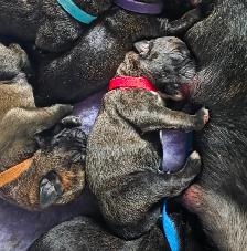 Presa Canario Puppies - Photo 3