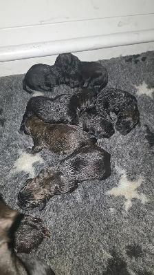 Presa Canario Puppies - Photo 4