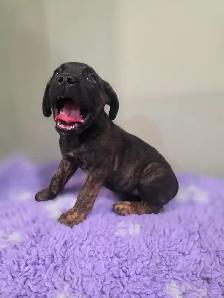 Presa Canario Puppies - Photo 5