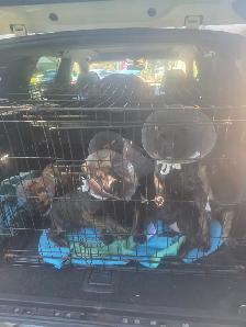 Presa Canario Puppies - Photo 6