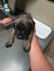 Presa Canario Puppies - Photo 7