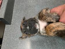 Presa Canario Puppies - Photo 8