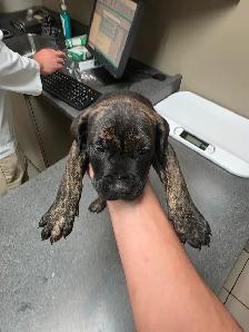 Presa Canario Puppies - Photo 9