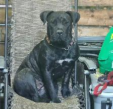 Presa Canario Puppies - Photo 10