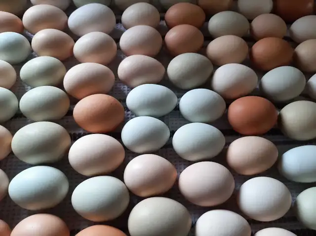 farm fresh eggs