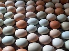 farm fresh eggs