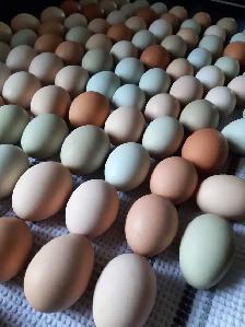farm fresh eggs - Photo 2