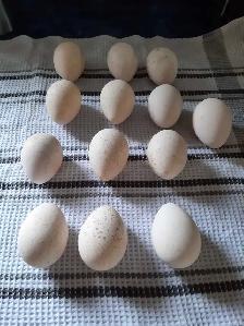 farm fresh eggs - Photo 3