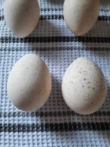 farm fresh eggs - Photo 4
