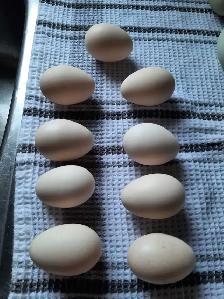 farm fresh eggs - Photo 5