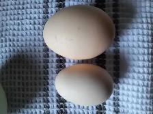 farm fresh eggs - Photo 6