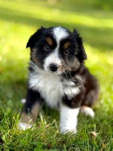 Toy Australian Shepherd