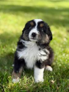 Toy Australian Shepherd - Photo 2