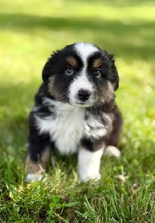 Toy Australian Shepherd - Photo 3