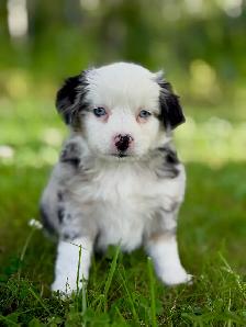 Toy Australian Shepherd - Photo 4