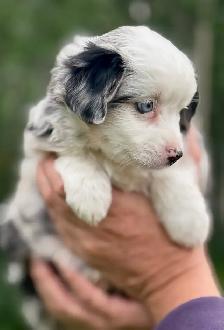 Toy Australian Shepherd - Photo 5