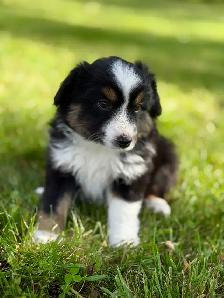 Toy Australian Shepherd - Photo 4