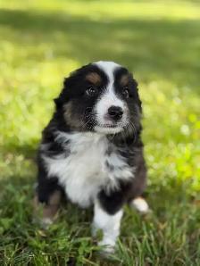 Toy Australian Shepherd - Photo 5