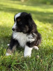 Toy Australian Shepherd - Photo 6